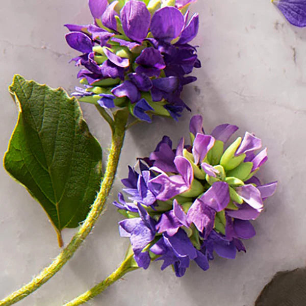 Lily Bee And Me Pty Ltd