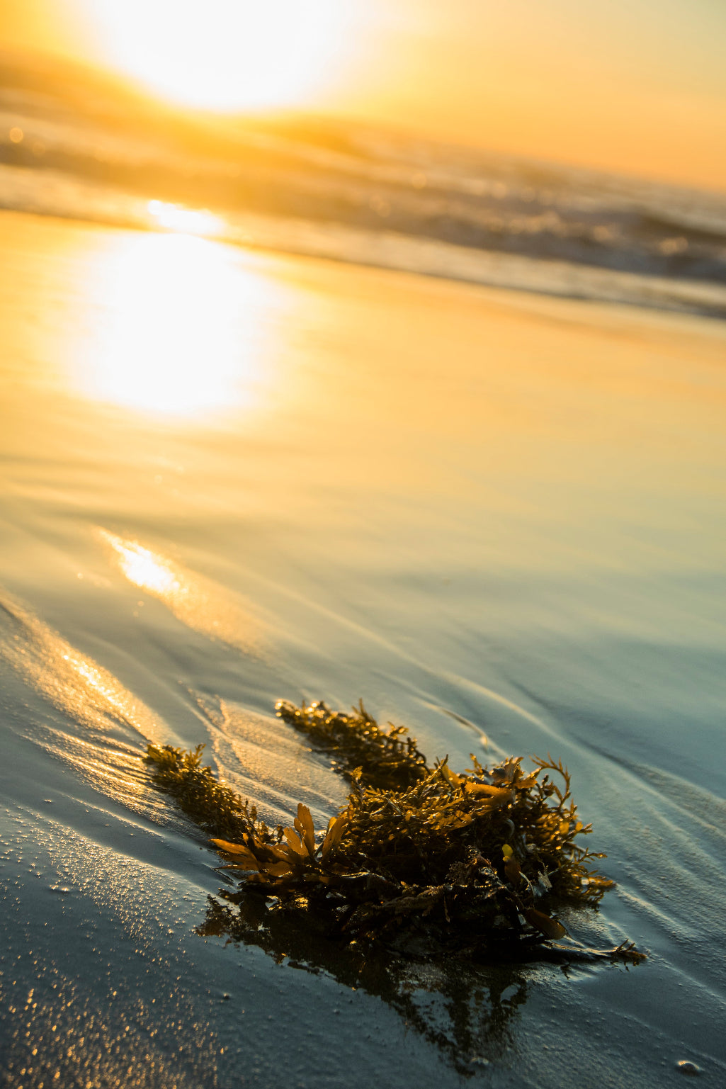 A photo of Seaweed - to illustrate that nature can provide the best skincare. See LBM Natural Seaweed Collagen.