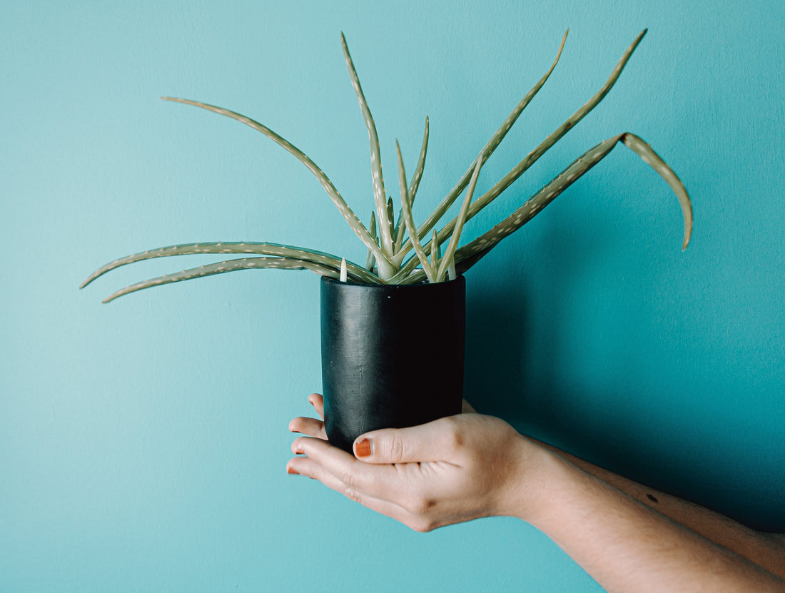 Aloe Vera - Absolute Powerhouse Ingredient