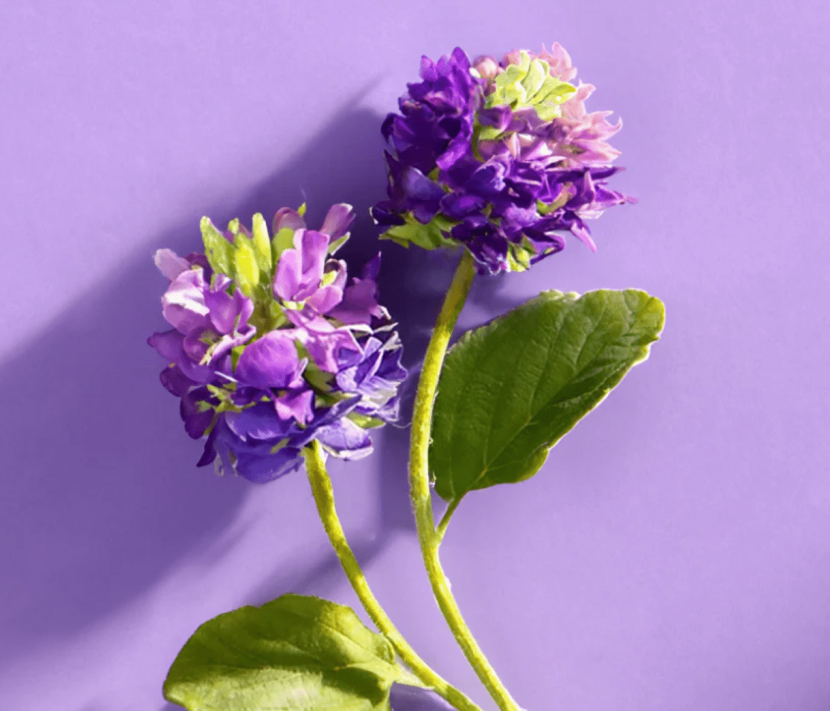 Australian made Bakuchiol Natural Retinol Serum - Toxin-free skincare - High potency serums Lily Bee And Me LBM Bakuchiol Retinol + - Natural Retinol Alternative Serum 30ml Natural Skincare Moisture Serum jc0f5b-4d.myshopify.com